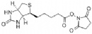 Biotin-NHS (+)-Biotin N-hydroxysuccinimide ester